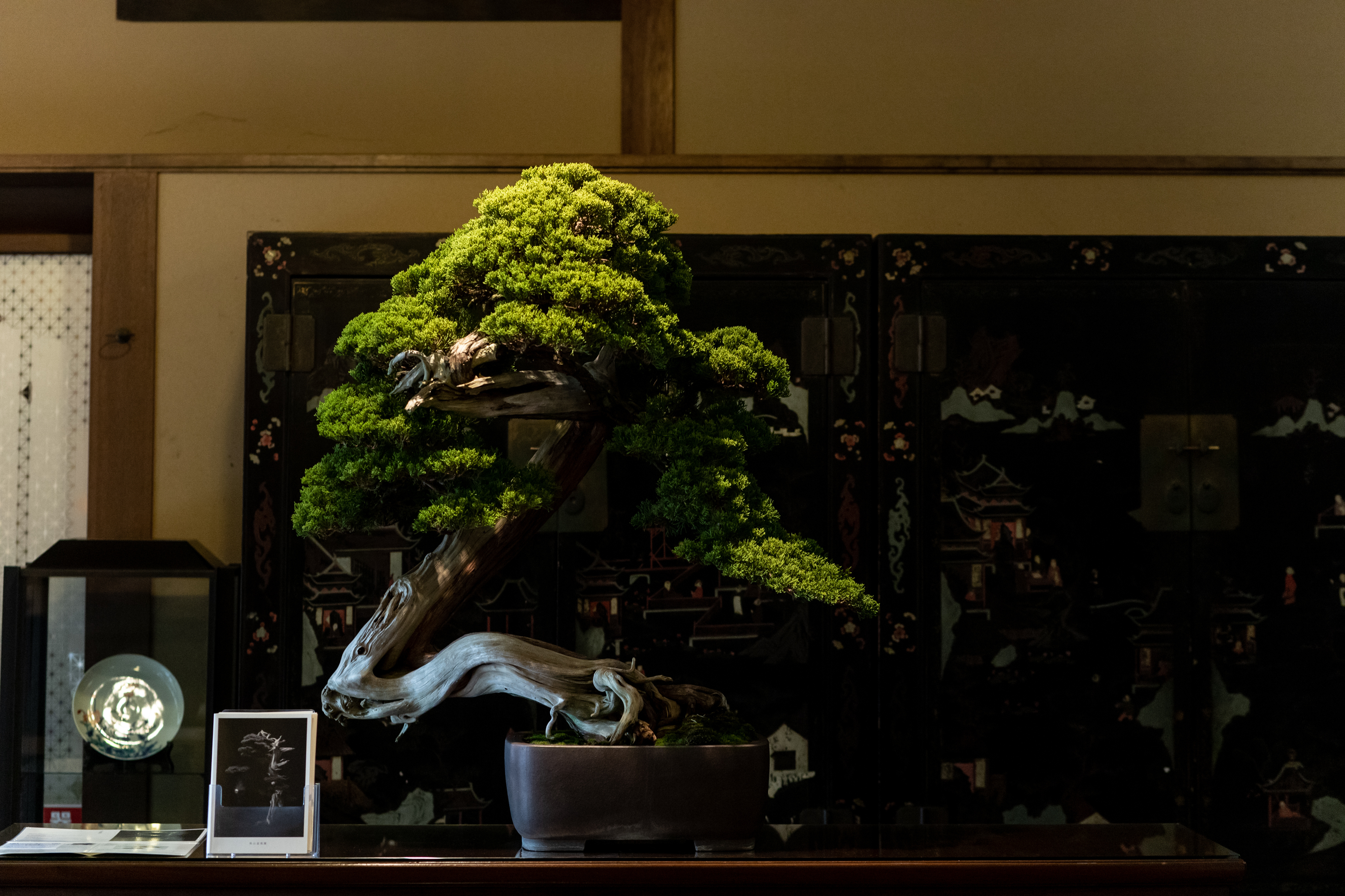 Bonsai background