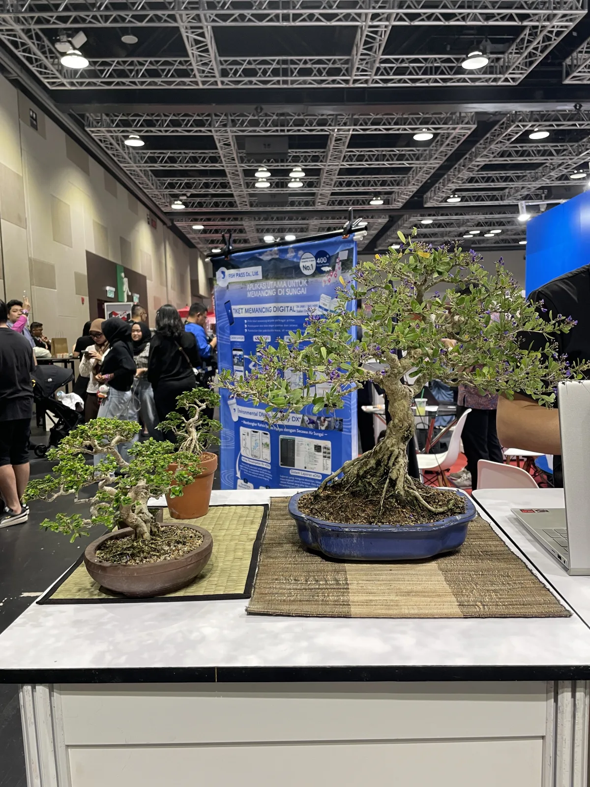 Bonsai displayed at Japan Expo Malaysia 2026